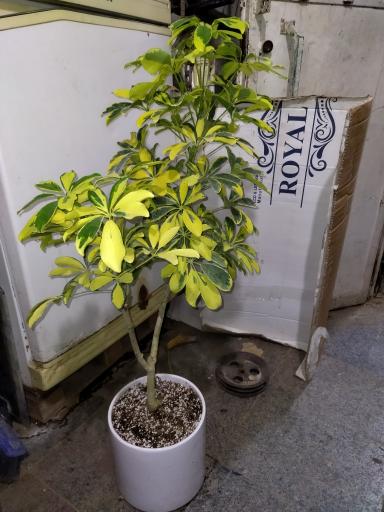 گلخانه سالار