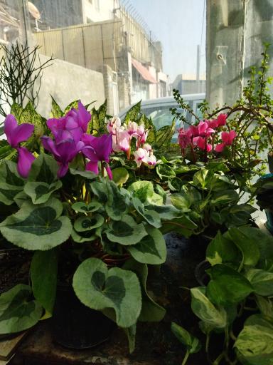 گلخانه سالار