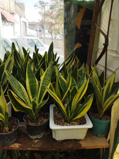 گلخانه سالار