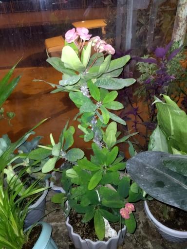 گلخانه سالار