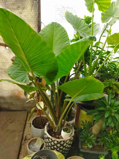 عکس گلخانه سالار