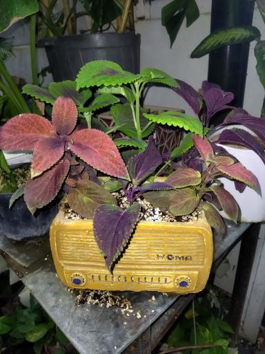 گلخانه سالار