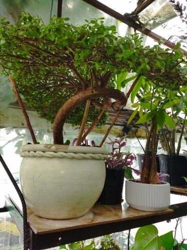 گلخانه سالار