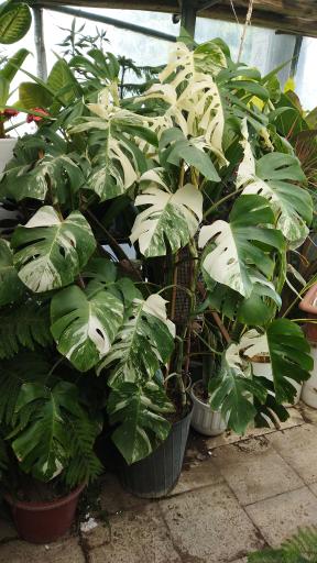 عکس گلخانه سالار