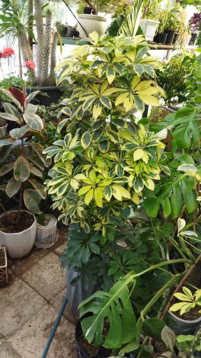 عکس گلخانه سالار