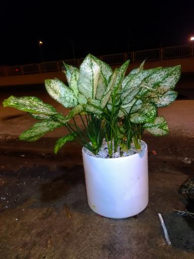 عکس گلخانه سالار