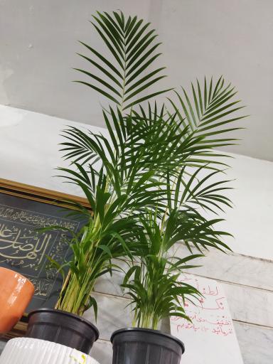 عکس گلخانه سالار