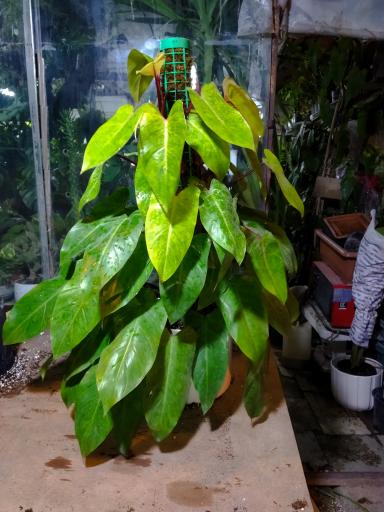 گلخانه سالار