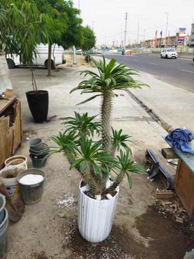 عکس گلخانه سالار