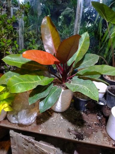 عکس گلخانه سالار