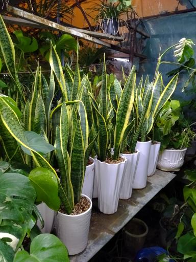 گلخانه سالار