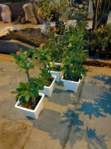 گلخانه سالار