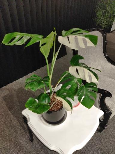 عکس گلخانه سالار