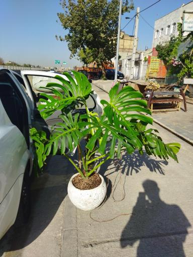 عکس گلخانه سالار