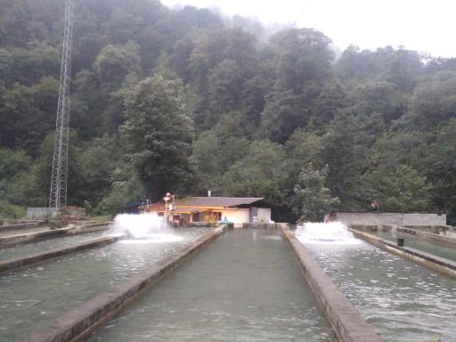 عکس ماهی سالار