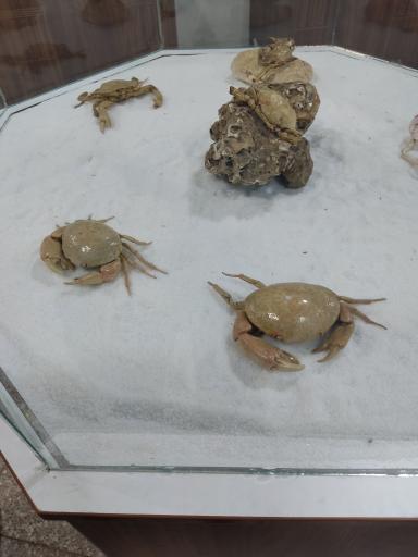 عکس موزه دیرینه شناسی و حیات طبیعی