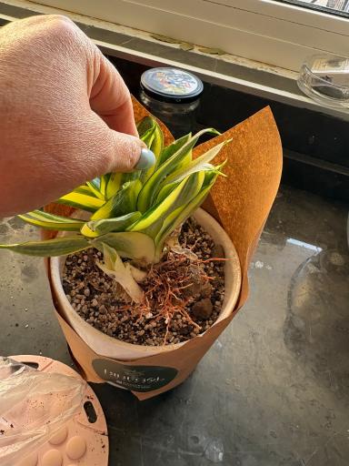 عکس بی بی گل