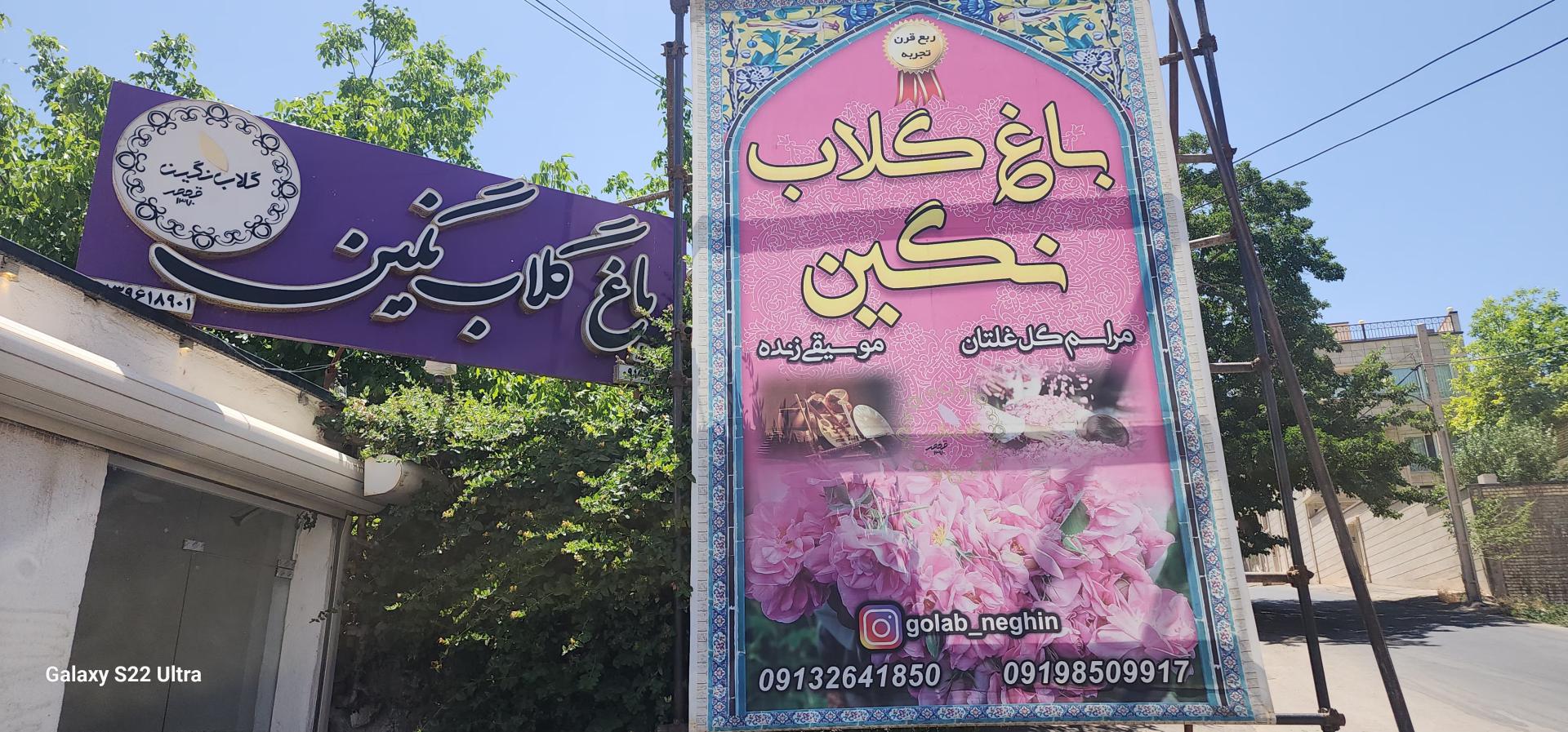 عکس باغ گلاب گیری نگین