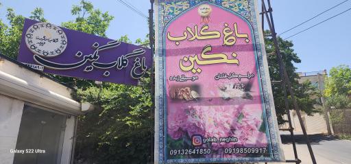 عکس باغ گلاب گیری نگین