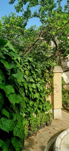 عکس عمارت شقاقی - کوشک مصری