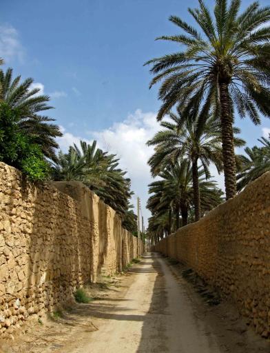 عکس جهرم