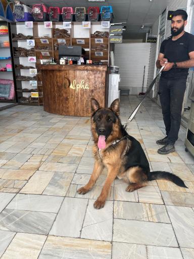 بیمارستان دامپزشکی آلفا