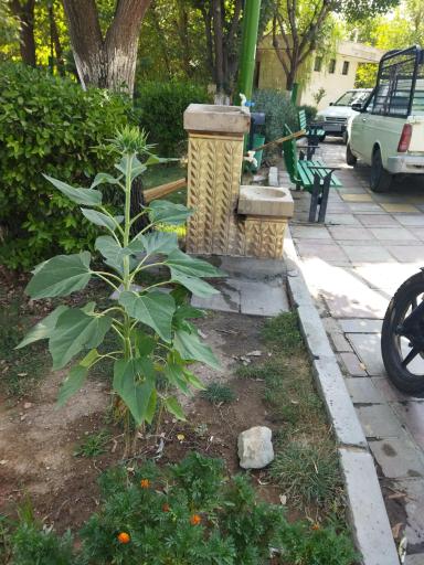 عکس آبخوری شماره1بوستان اقاقیا