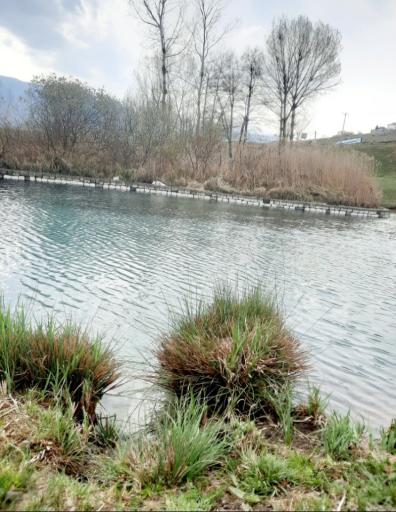 عکس هزارچشمه