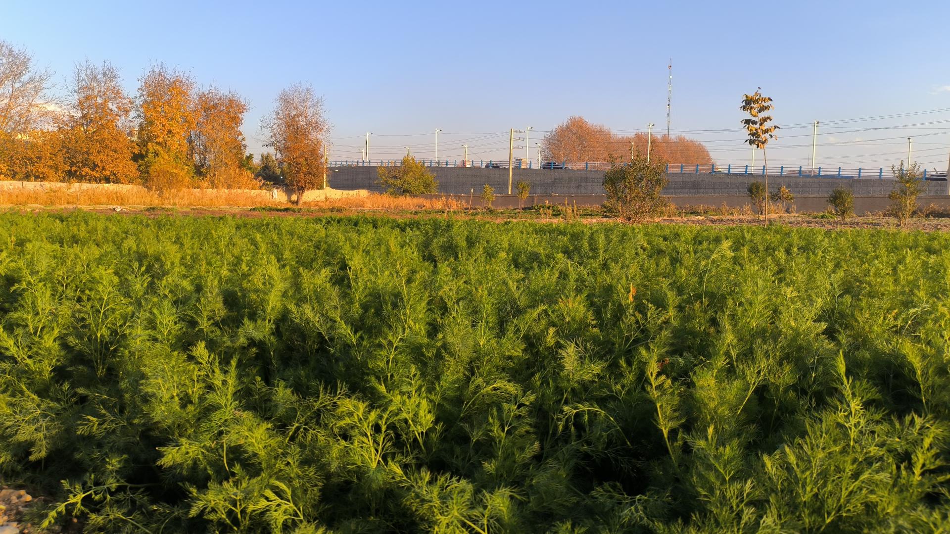 عکس باغ سبزیجات تازه