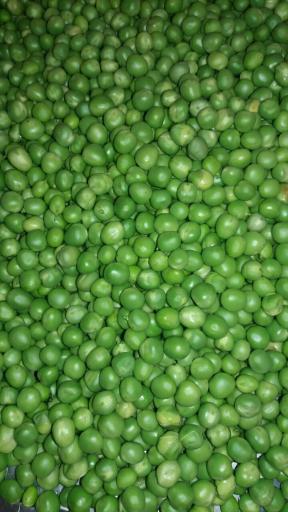 محصولات ارگانیک و خانگی ترخون