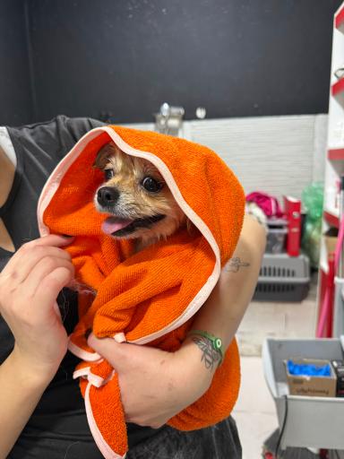 کلینیک و پت شاپ حیوانات خانگی نگاه 