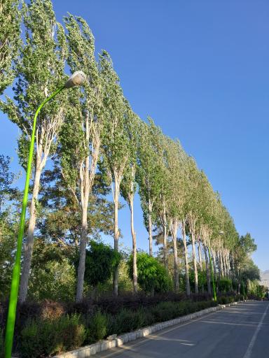 عکس پارک جنگلی و آلاچیق