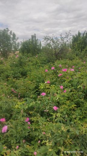 عکس گلاب گیری حاج صدیف