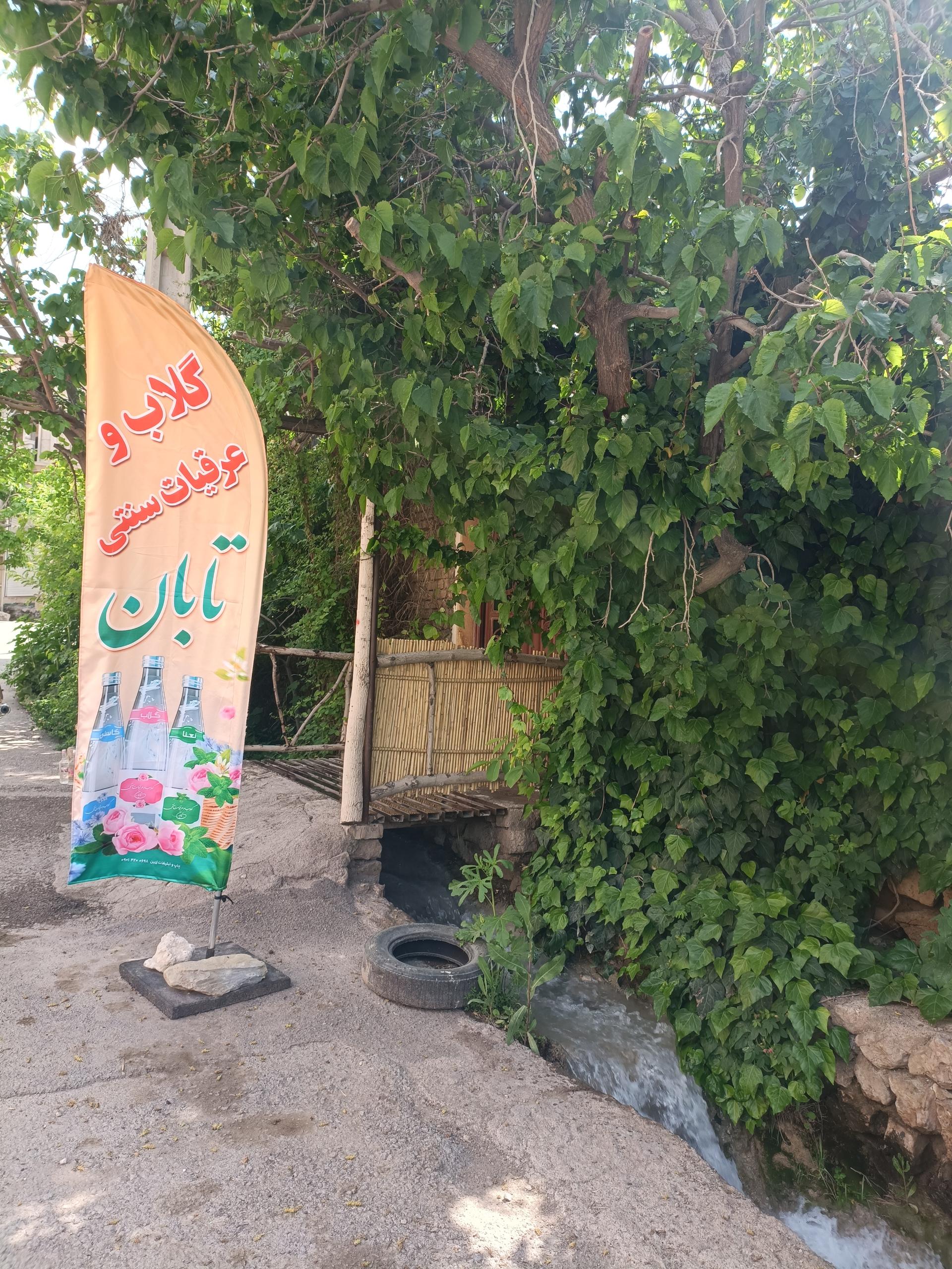 عکس گلاب گیری تابان