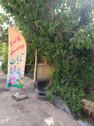 عکس گلاب گیری تابان