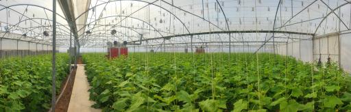 عکس گلخانه رسولی