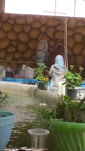 عکس گلاب گیری حاج صدیف