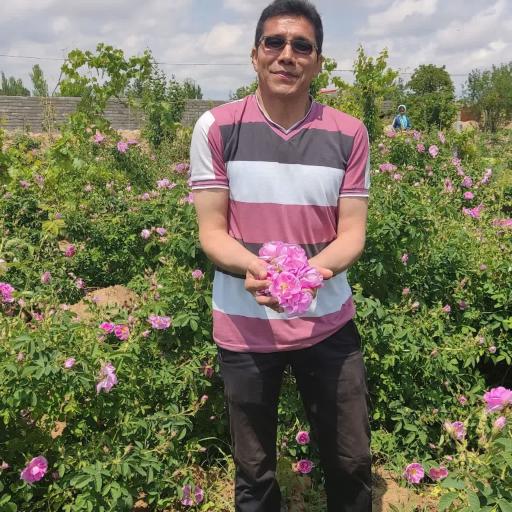 عکس گلاب گیری حاج صدیف