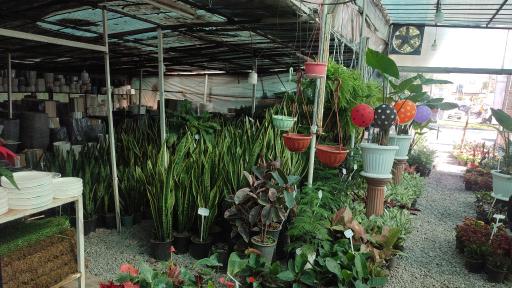 عکس گلفروشی کاج