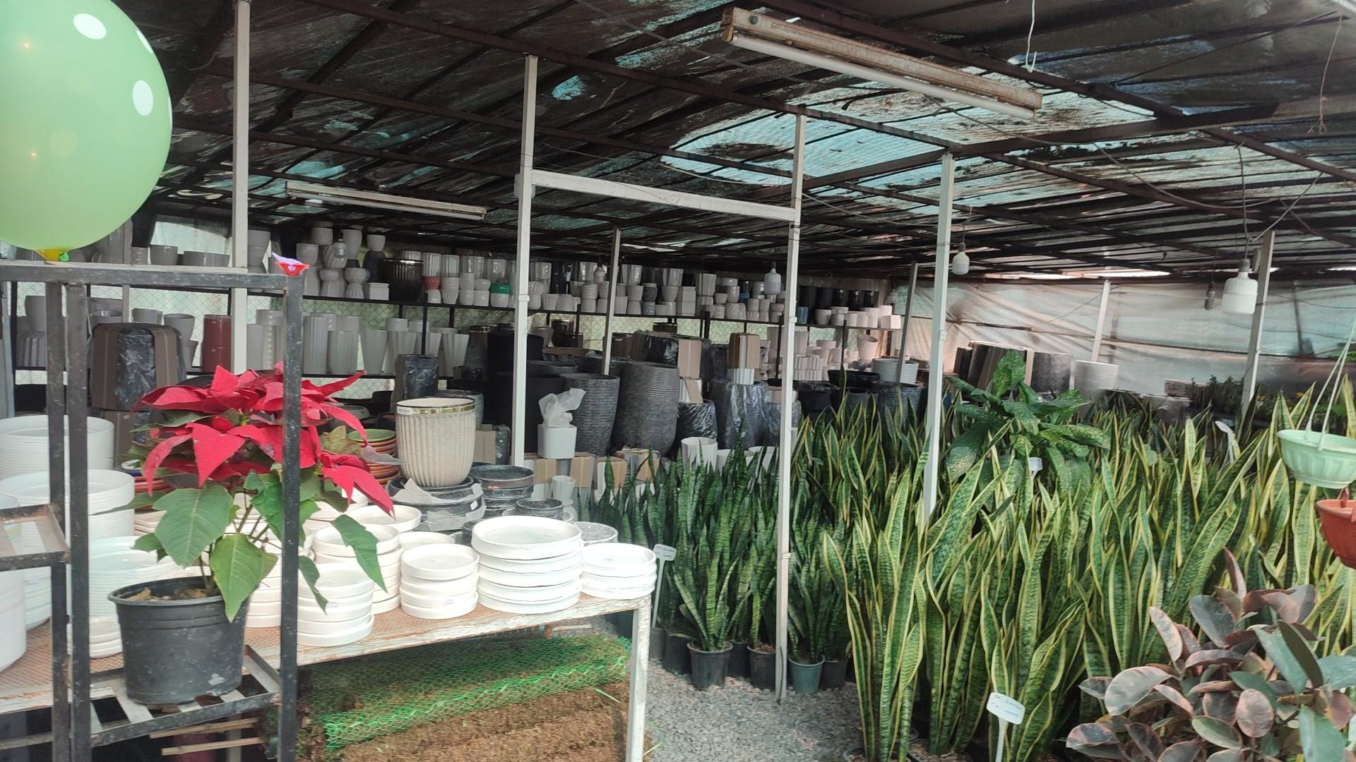 عکس گلفروشی کاج