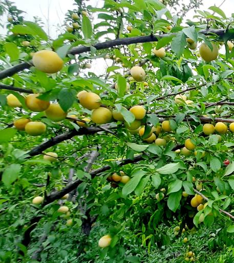 عکس باغ کریم رحمانی واحد