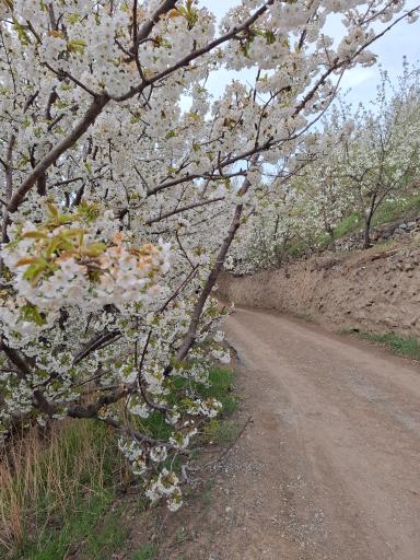 عکس روستای سنگان