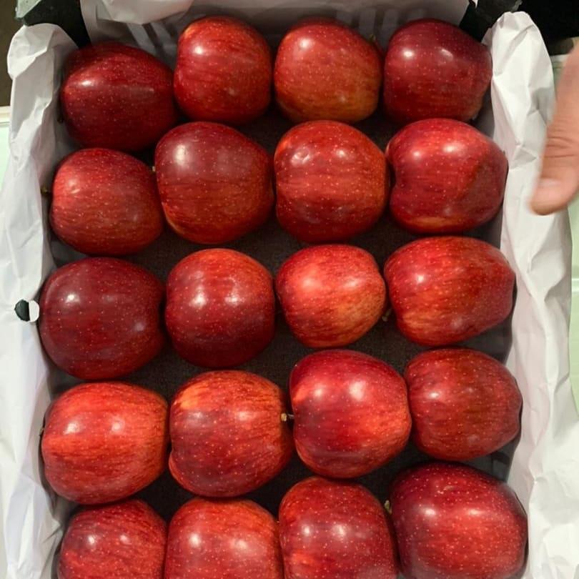 عکس سورتینگ و سردخانه ملکی