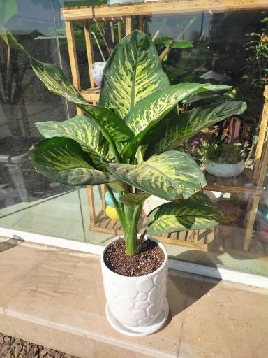 عکس نمایشگاه گل و گیاه دهکده