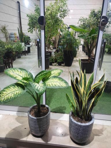 عکس نمایشگاه گل و گیاه دهکده