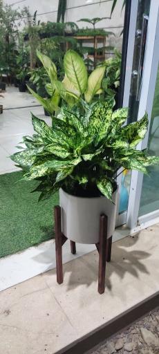 عکس نمایشگاه گل و گیاه دهکده