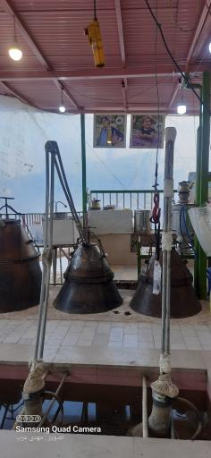 عکس گلاب کعبه