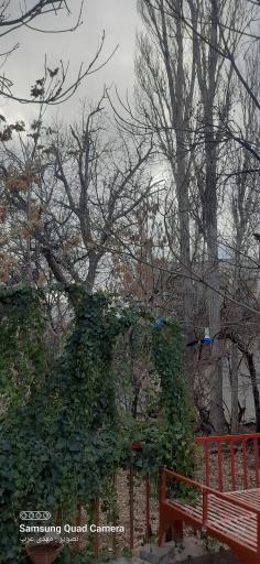 عکس گلاب کعبه