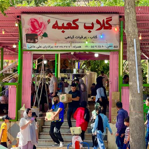 عکس گلاب کعبه