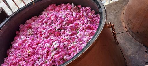 عکس گلاب کعبه